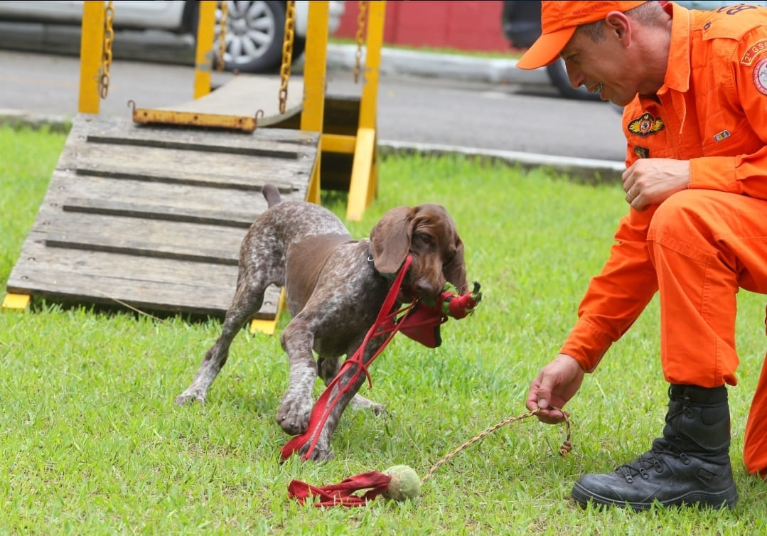 O cãozinho da raça Braco Alemão, de 4 meses, já começou a ser preparado pelos militares  Corpo de Bombeiros do Rio 