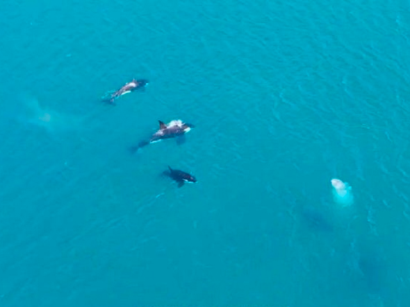 Orcas no mar de Arraial do Cabo
