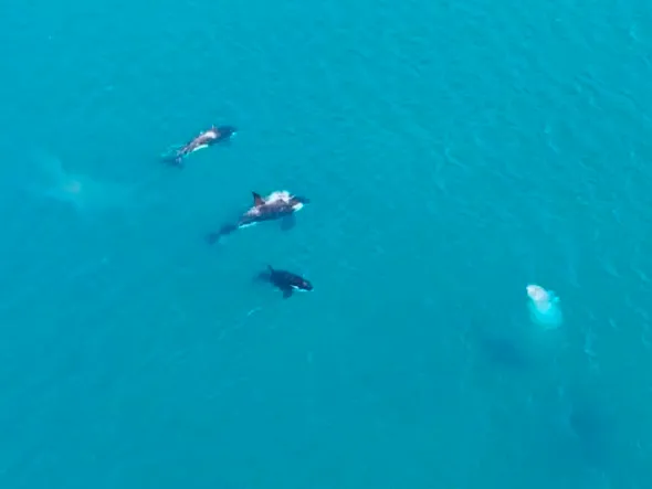 Orcas no mar de Arraial do Cabo