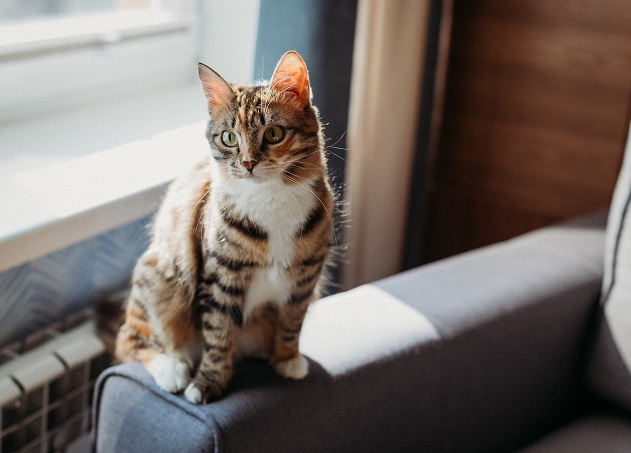 Por que os gatos arranham sofás? Veterinária responde Envato Elements