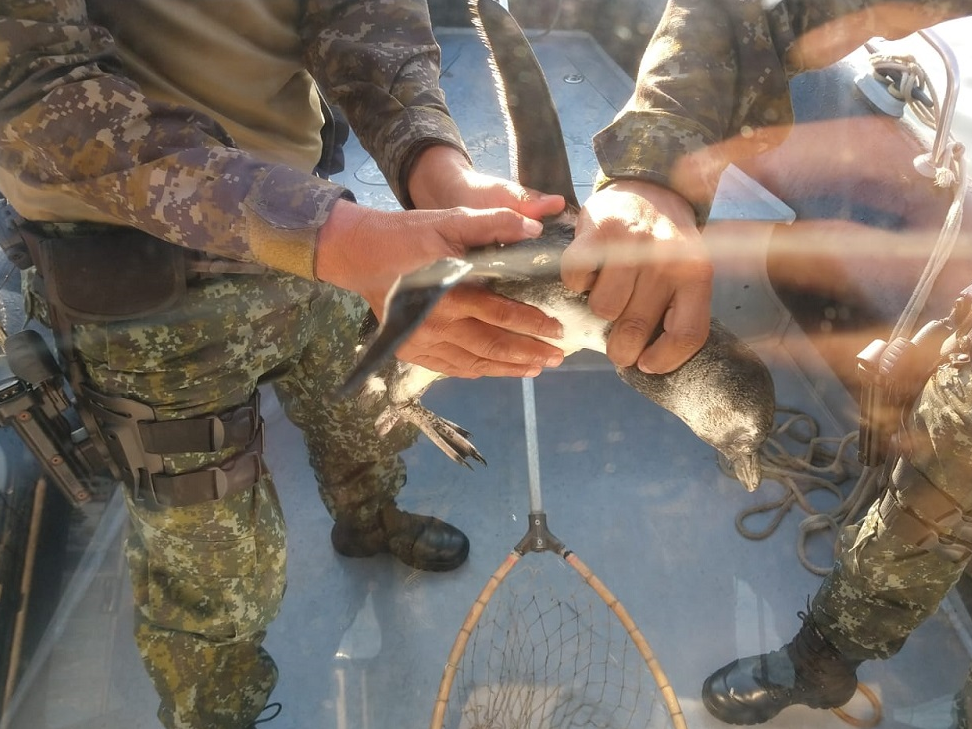 Animais foram encontrados em Santos e entregues a ONG para recuperação Polícia Militar de SP/Divulgação