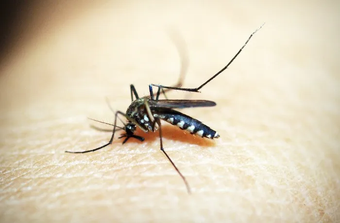 Mosquito Aedes aegypti transmite o vírus da dengue, zika e chikungunya