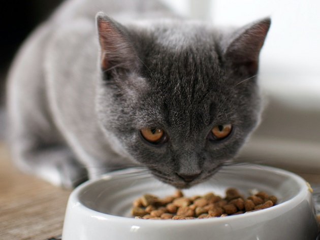 Por que os gatos pedem comida mesmo com o pote cheio? Veterinária responde