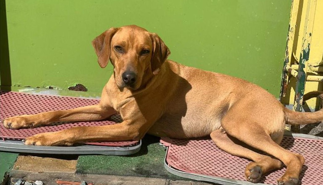 Brasileiros elegem o vira-lata a raça de cachorro preferida do país