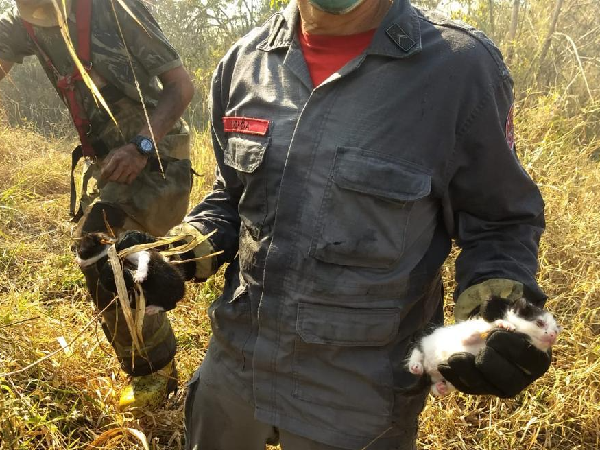 Filhote de gato foi resgatado no local Foto: Corpo de Bombeiros