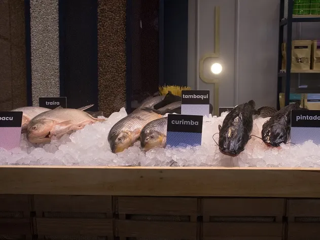 Tambaqui, pintado, pacu e mais: conheça os tipos de peixes de água doce