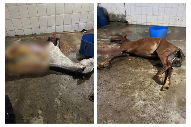 A Polícia encontrou dois animais mortos no local Polícia Civil MG