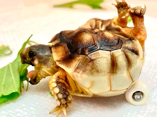 Nascida com deformidade, pequena tartaruga ganha skate de dedo para se locomover