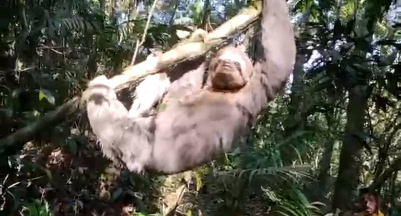 Maior preguiça já vista no Parque Nacional é filmada por monitores ambientais Parque Nacional da Tijuca