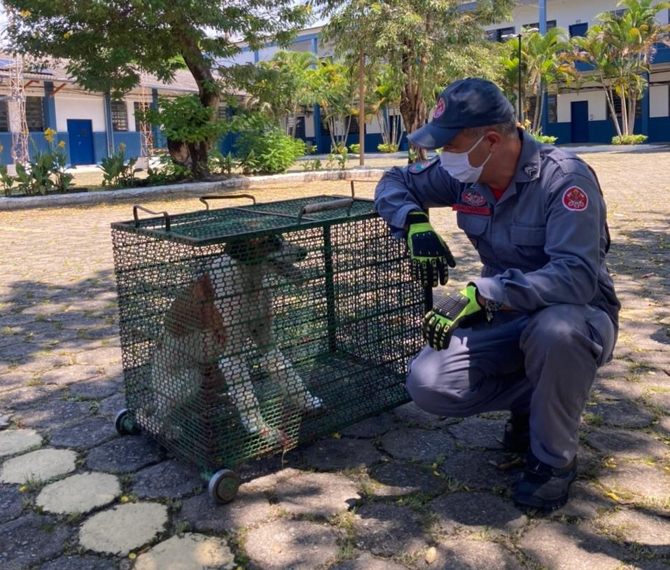 Corpo de Bombeiros resgata cachorro arremessado de viaduto em Taubaté Divulgação/Corpo de Bombeiros