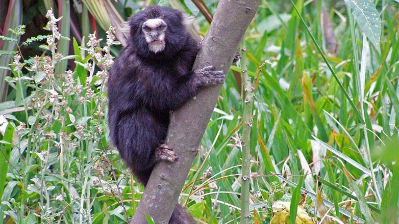 O raro sagui-da-serra: restam menos de 2.500 deles na Mata Atlântica