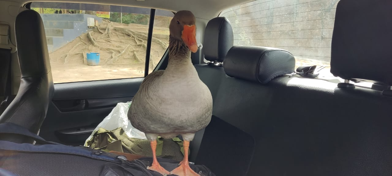 Aves foram recuperadas nesta terça-feira, após terem sido furtadas no domingo Divulgação/Polícia Ambiental