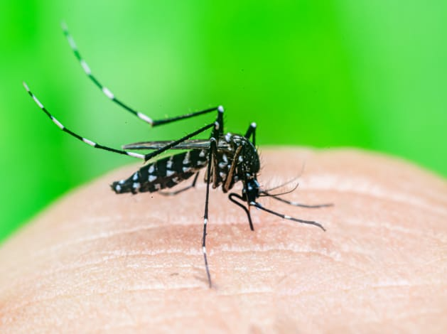 Ação especial de combate ao Aedes aegypti acontece em Birigui Banco de Imagem