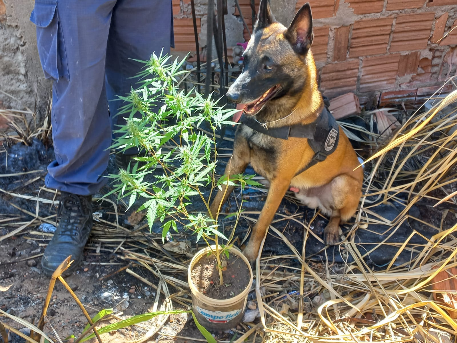 O Canil da Guarda Municipal localizou um pé de maconha Divulgação/CGMC