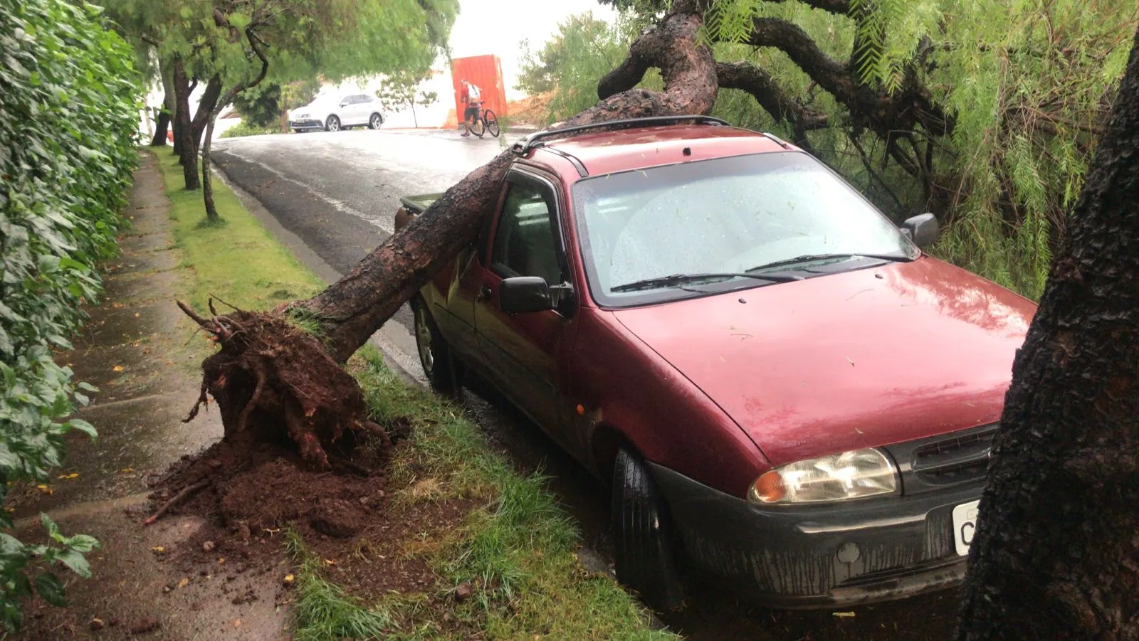 Um carro foi atingido por uma árvore