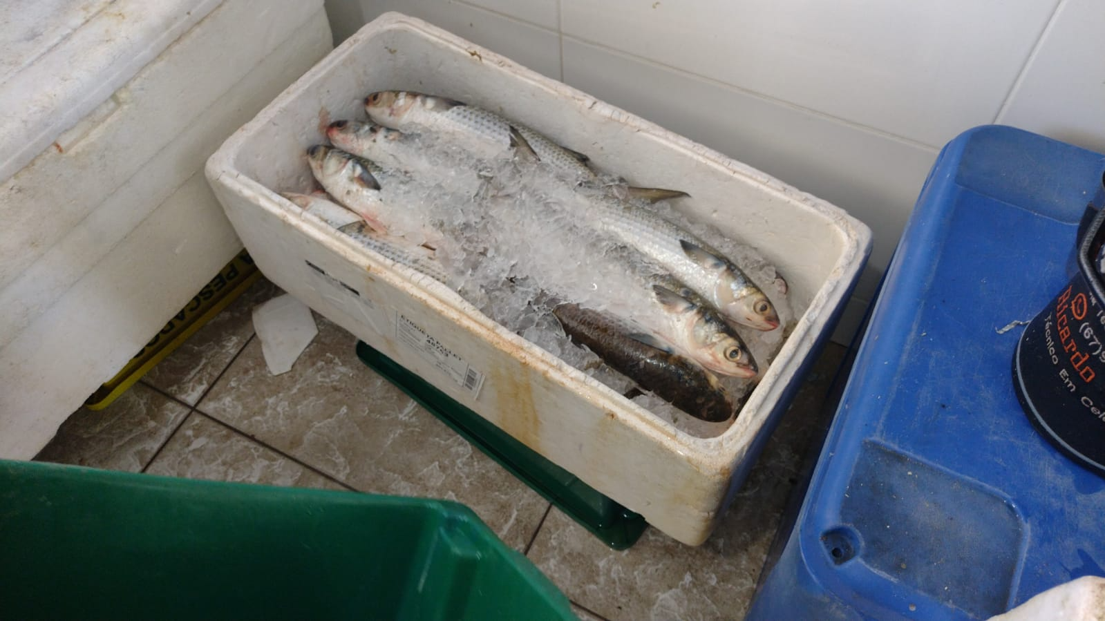 Pescadores são multados por pesca ilegal em época de defeso em Caraguatatuba