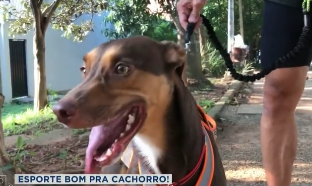 Conheça o canicross, estilo de corrida que une cães e donos Reprodução TV