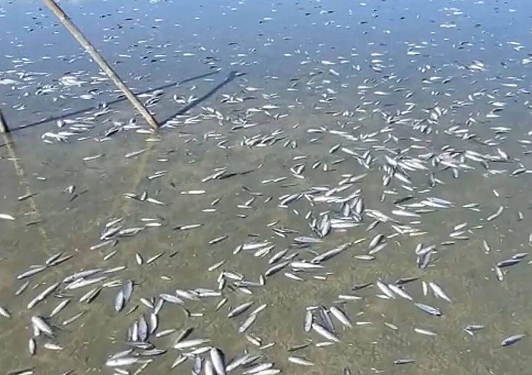 Centenas de peixes morrem por causa de estiagem no Rio Grande do Sul