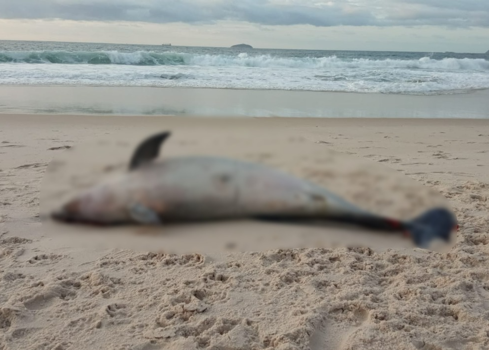 Golfinho foi encontrado na Praia de Copacabana  Reprodução/Redes Sociais