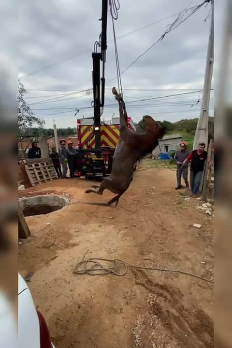 Foi necessário um guindaste para o resgate Corpo de Bombeiros/ Reprodução