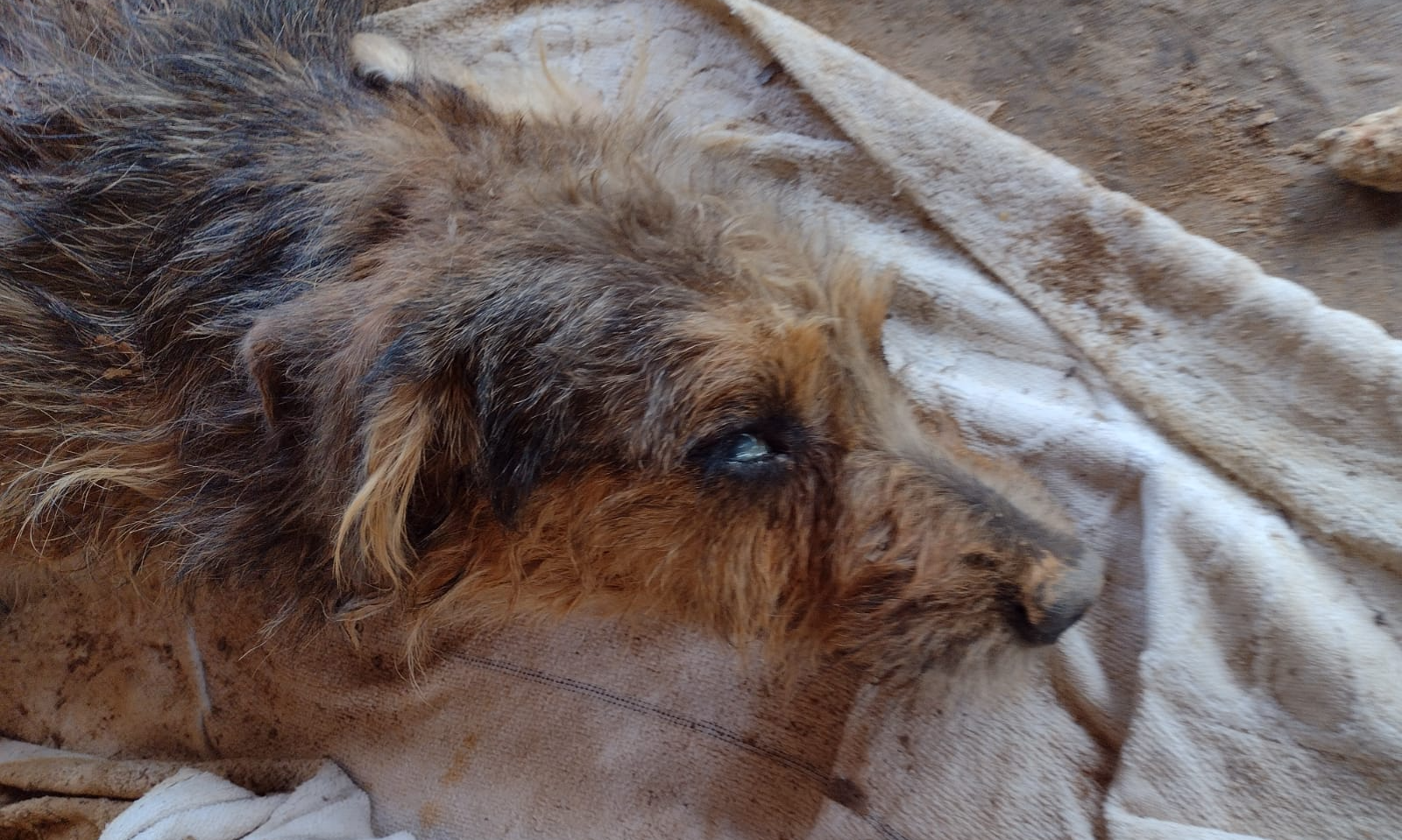 Polícia Militar Ambiental resgata cachorro vítima de maus tratos em Ilhabela