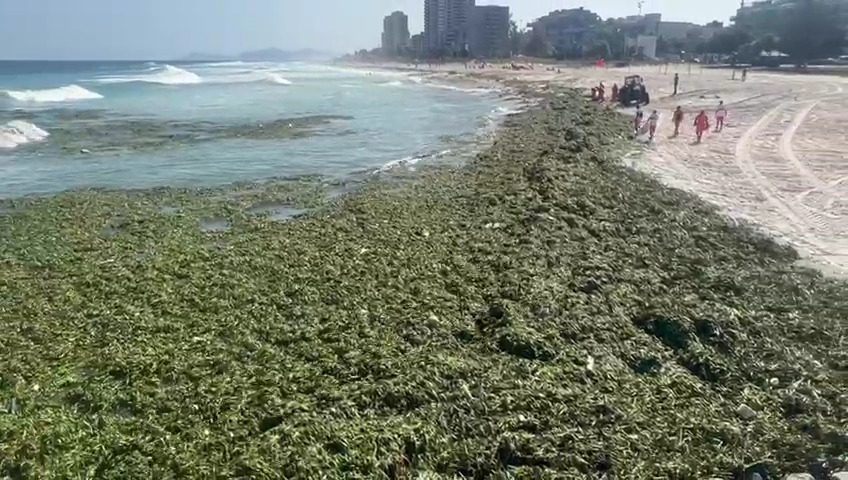 As praias da Barra da Tijuca amanheceram cobertas por gigogas e lixo não biodegradável Mário Moscatelli