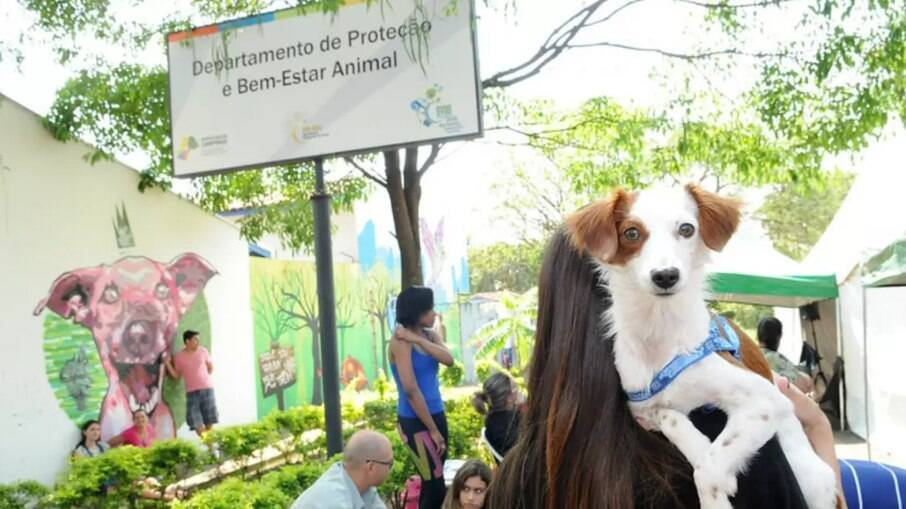 Castração é feita por equipes do DPBEA, que já castrou mais de 55 mil animais desde 2015. Fernanda Sunega/PMC