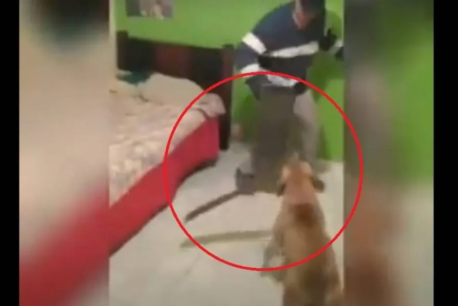 Vídeo inusitado mostra pitbull com facão atacando jovem; assista