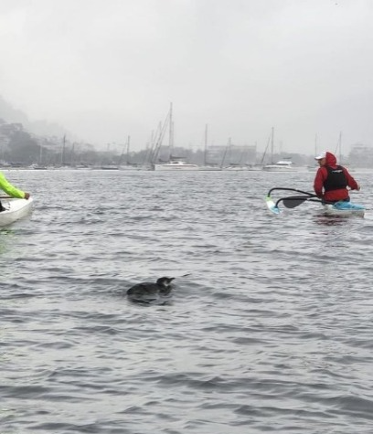 Especialistas orientam acionar IBAMA em caso de aparecimento de pinguins no Rio Reprodução/Redes Sociais