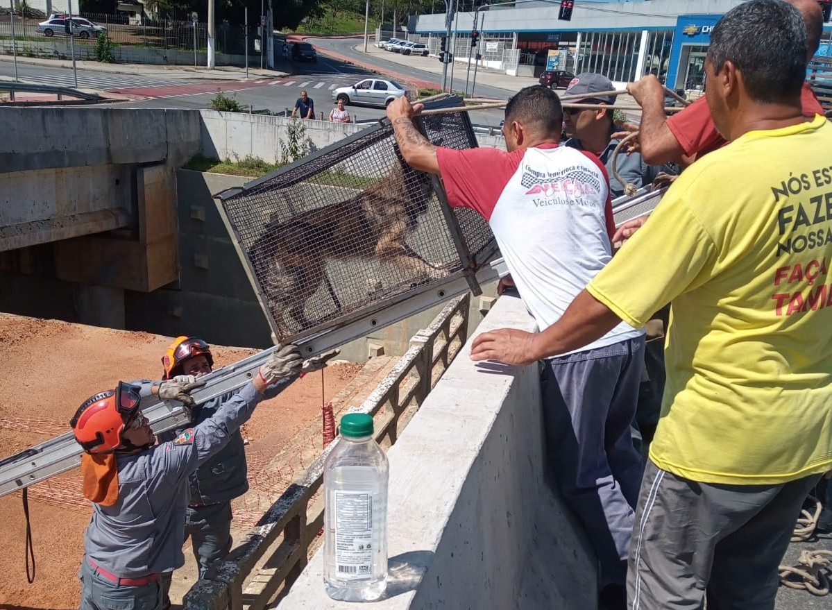 Bombeiros resgatam cachorro em viaduto em Taubaté Divulgação/Corpo de Bombeiros