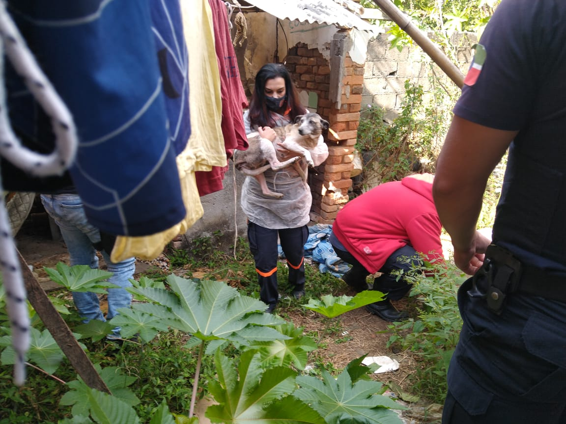 Cães resgatados em situação de maus tratos em Pindamonhangaba Divulgação/Polícia Ambiental