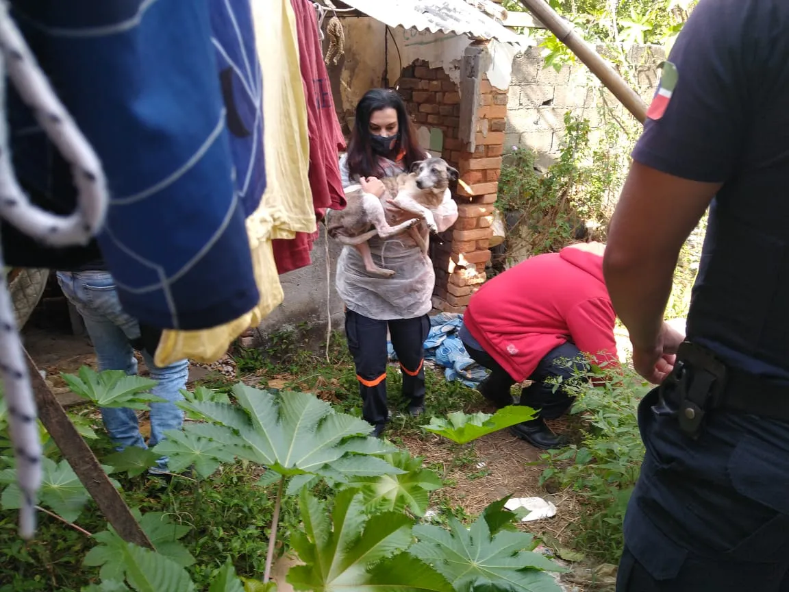 Cães resgatados em situação de maus tratos em Pindamonhangaba