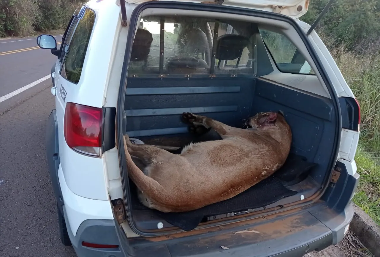 O animal foi encontrado em uma área de Alto Alegre