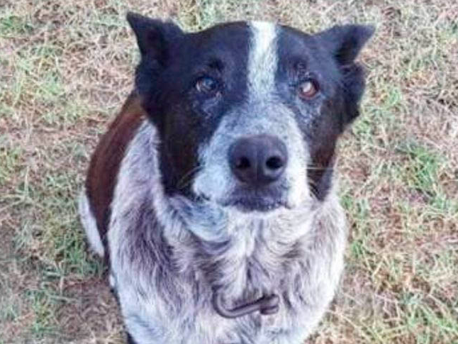 Tenda na Praça da Sé, em SP, oferece atendimento veterinário para animais de moradores de rua Reprodução/Twitter @QLDPOLICE