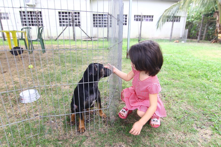 CCZ DE São José dos Campos terá feira de adoção de cães e gatos neste sábado Claudio Vieira/PMSJC