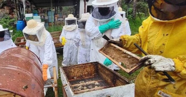 Caraguatatuba abre inscrições para curso de apicultor