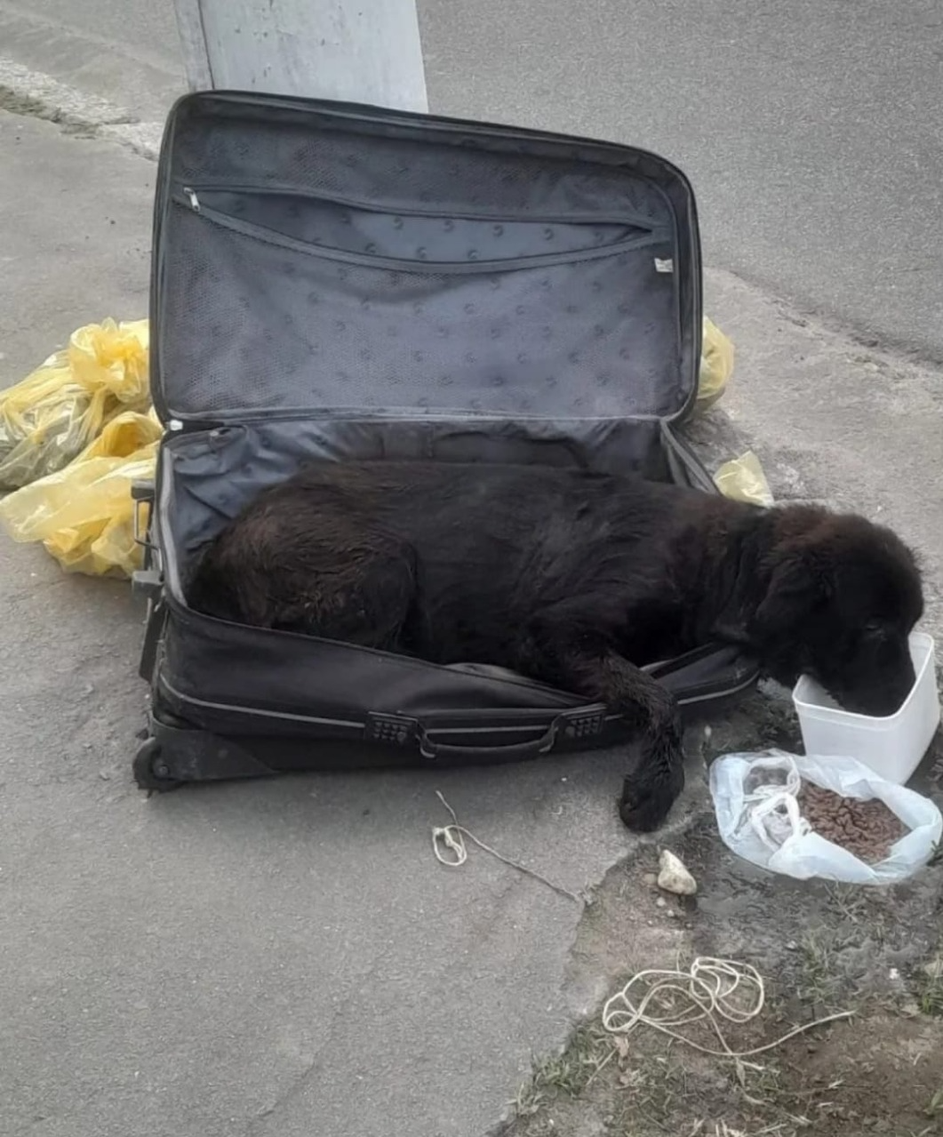 A cachorra da raça labrador responde bem ao tratamento Reprodução/TV Band