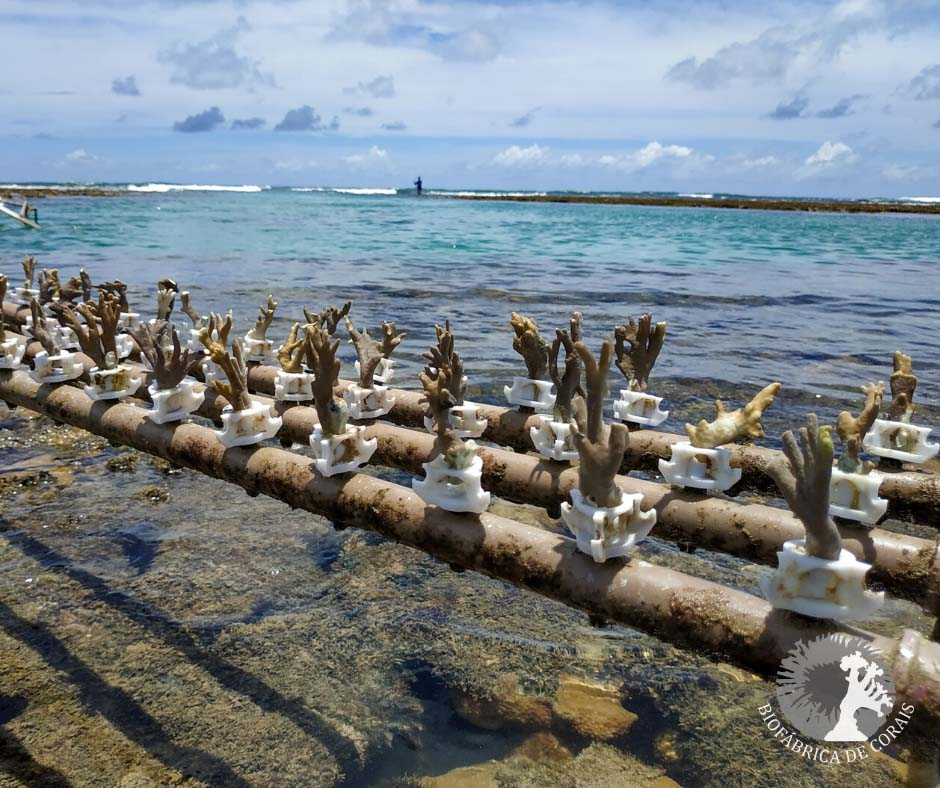 Berçários de corais ajudam a proteger espécies e ecossistemas no Brasil Biofábrica de Corais