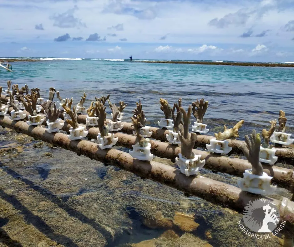 Berçários de corais ajudam a proteger espécies e ecossistemas no Brasil