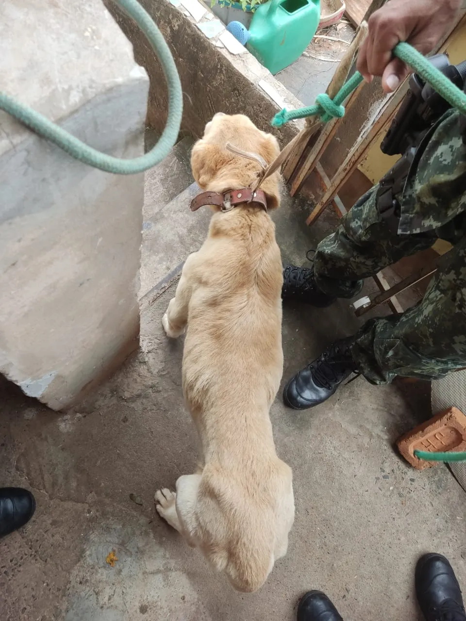 O animal foi encontrado sem água e comida 