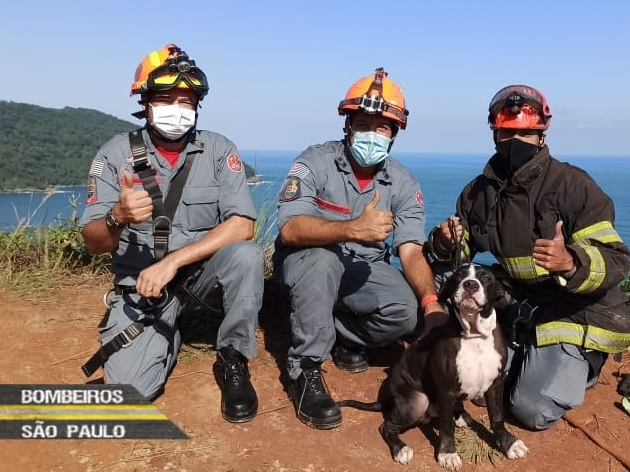 Cão é resgatado por Bombeiros após cair de mirante, em São Sebastião Divulgação/ Corpo de Bombeiros