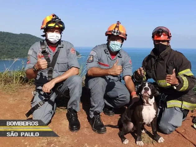 Cão é resgatado por Bombeiros após cair de mirante, em São Sebastião