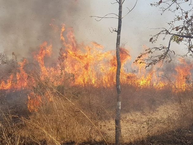 Incêndio devasta 4 mil hectares em área de proteção ambiental Foto: Divulgação/Corpo de Bombeiros