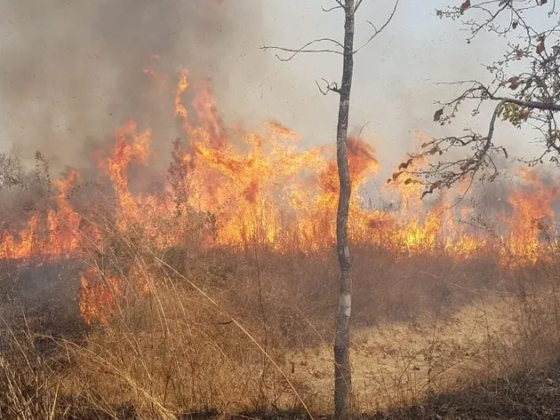 Incêndio devasta 4 mil hectares em área de proteção ambiental