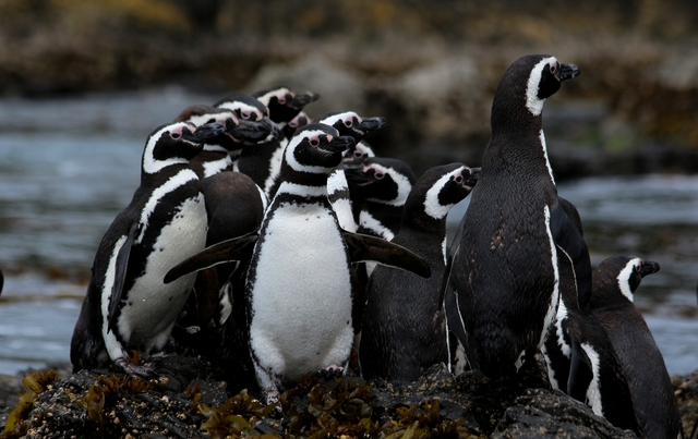 Aaté a metade de julho, cerca de 75 pinguins foram resgatados nas cidades do Litoral Norte Divulgação/ Wikiaves