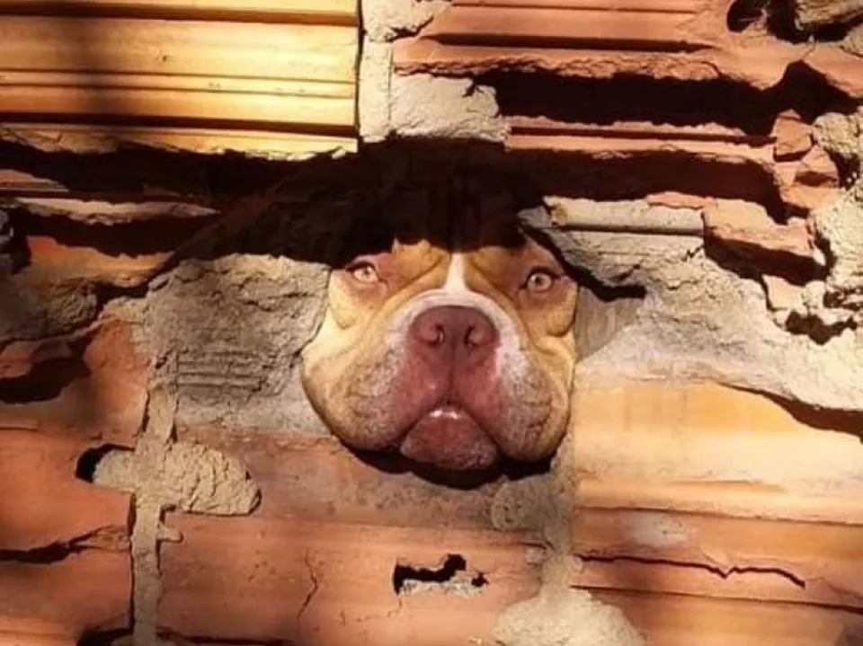 Cachorra é acusada de espionar vizinho pelo muro