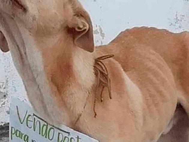 Cachorrinho que ‘vendia’ doces para custear cirurgia morre logo após arrecadar o dinheiro Reprodução - La Verdad Notícias