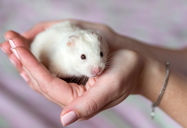 O que pode e não pode fazer com um hamster? Veterinária dá dicas 