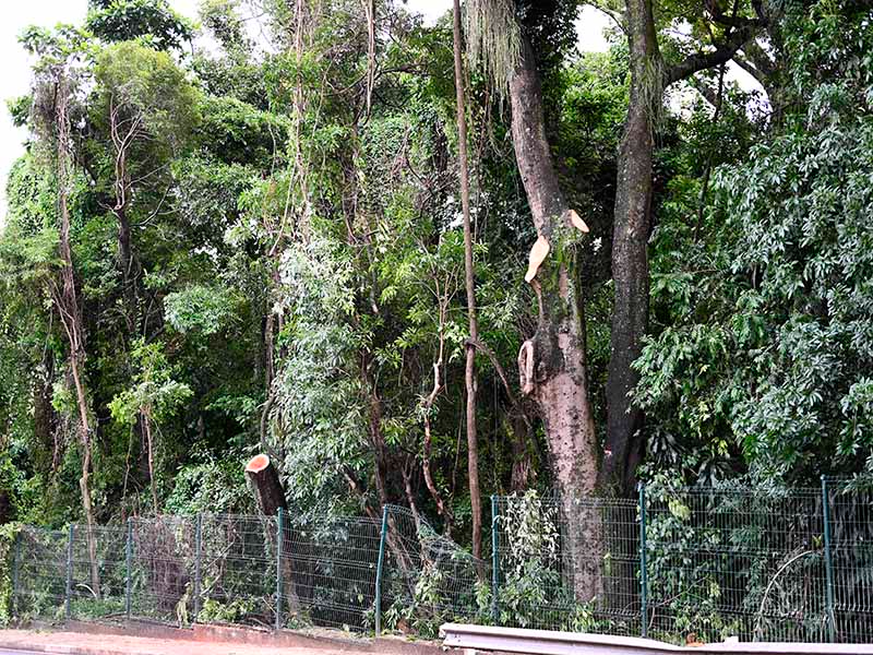 Árvores do Bosque projetam galhos para as vias onde trafegam veículos e pessoas Divulgação/PMC