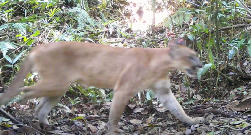 Onça parta é o segundo maior felino do Brasil Foto: Divulgação